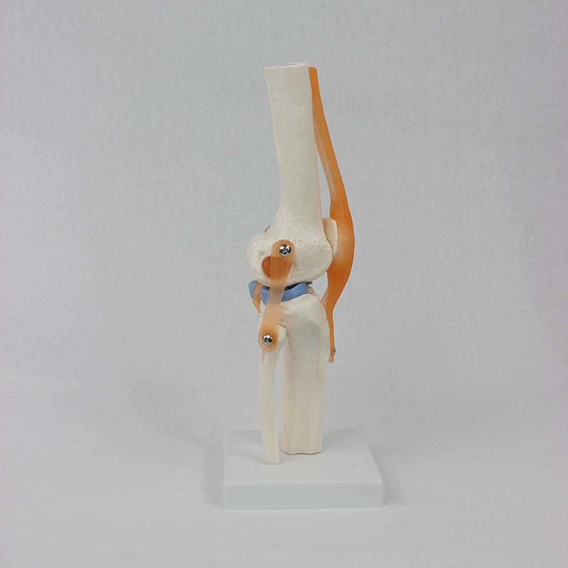 Functional Knee Joint Model, Flexible Cruciate Ligament & Meniscus, PVC Anatomical Model