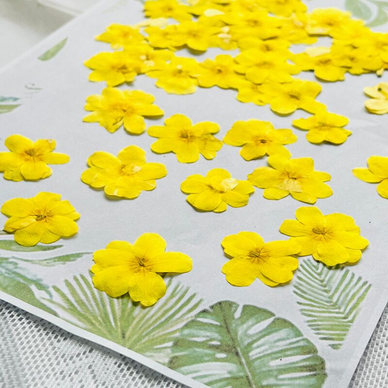Wholesale Pressed Real Flower Petals for Crafts, Photo Frames, Bookmarks, and Desk Lamps Wholesale Pressed Real Flower Petals for Crafts, Photo Frames, Bookmarks, and Desk Lamps
