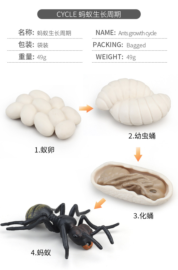 生长周期内页_12