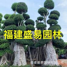 造型小叶榕基地批发 广西细叶榕 江西造型小叶榕桩头四川榕树桩头