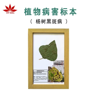 杨树黑斑病植物病害标本 农作物病害植物学标本框 高校教学展示
