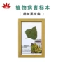 教学高校植物展示杨树