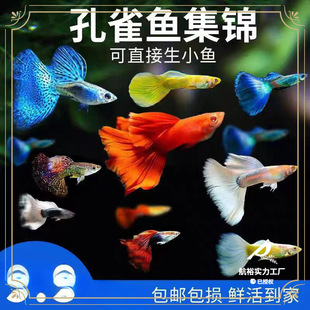 ��ȸ�~���N�^�p�~С�͵�ˮ���B�Ꭷ�~���~С�~�~���Pβ�~