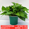 Green Potted Plant Plant Plant Plant Flower Green Plant Water Pei Changtang Hanging Large Green Bad New House to absorb formaldehyde