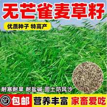 无芒雀麦草籽披碱草碱茅草紫羊茅红豆草芨芨草老芒麦耐寒绿化种子