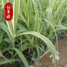 花叶芦竹 湿地绿化公园绿化苗 水生植物芦苇花叶芦竹青叶芦竹批发