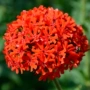花海播种大花四季花种