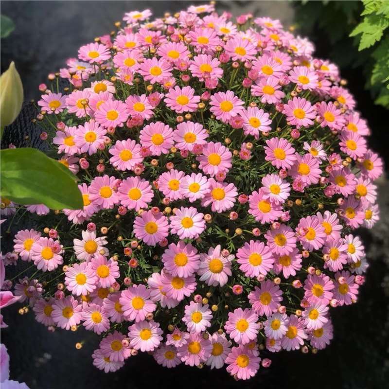 Semillas de margarita, semillas de margarita, perennes, nuevos tipos de flores de balcón interior, jardín