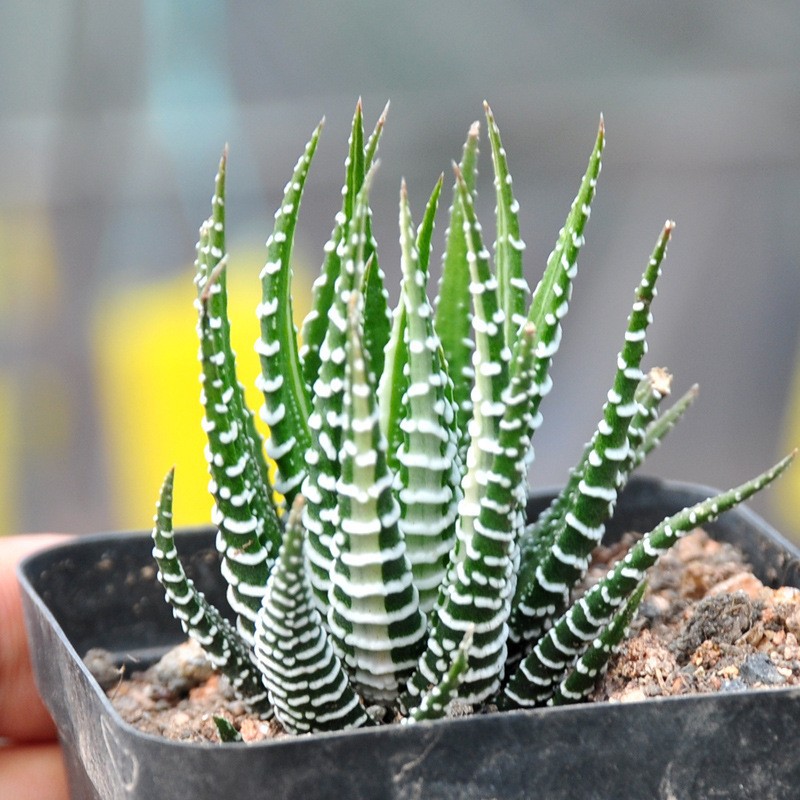 스트라이프 12롤 4cm (벗은 뿌리로 배송)