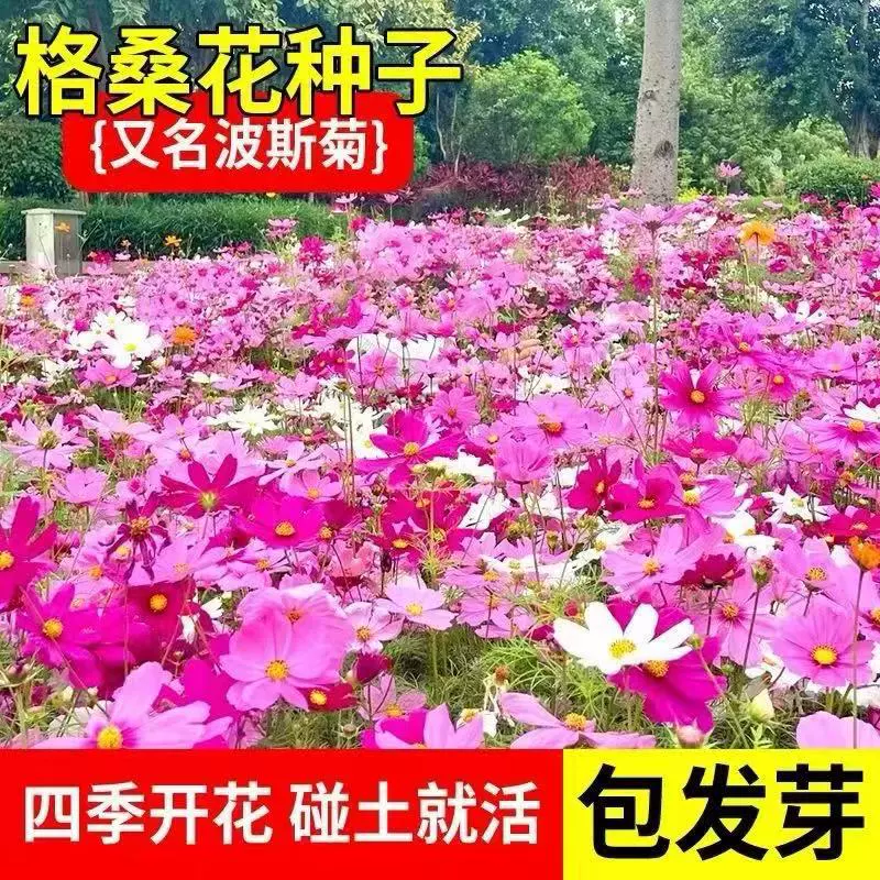 Дропшиппинг: семена цветов Космоса, красочные семена полевых цветов, которые цветут в любое время года и легко выращиваются.