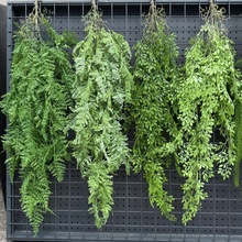 ����ֲ�����ϒ����Ե��㲨˹�ݾGֲ�����̈�����͏d�b����ٗl