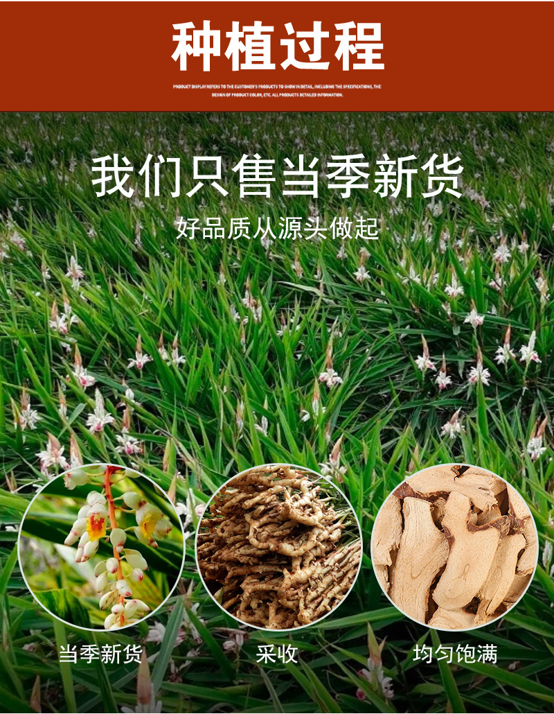 Gao Liang Jiang (Alpinia officinarum) — Dried Galangal Rhizome for Cooking & Herbal Use preparation