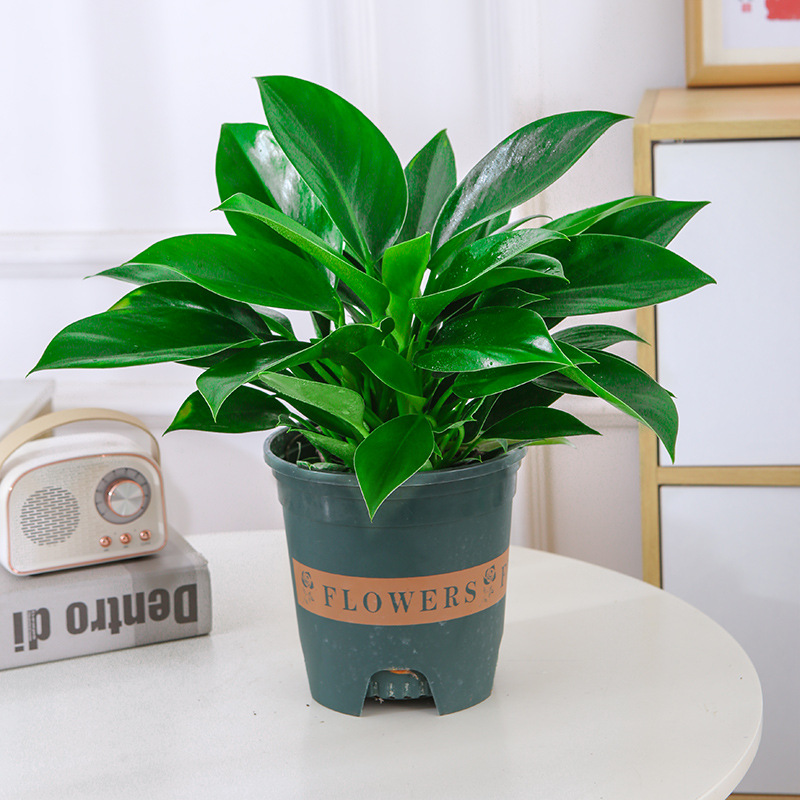 빅골드드릴 30-40cm 3그루(갤런포트) + 영양액