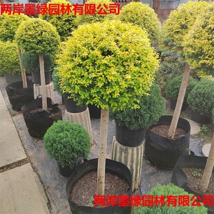 ����Ůؑ�����ǻ���ֲ�ﴨ��Ϟ���{���ؙ���֮������Ůؑ�ļ����]