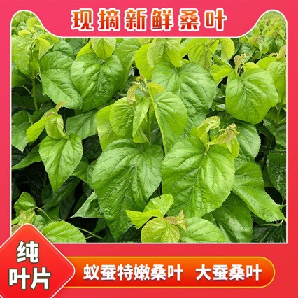 Fresh Mulberry Leaves Silkworm Rearing Size Silkworm Babies Special Tender Mulberry Leaves Natural Food Picked and Delivered on the Same Day