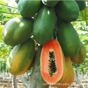 ˮ���������S��ľ����� �ļ��t��ľ���簫�� �t��ľ���箔��Y��