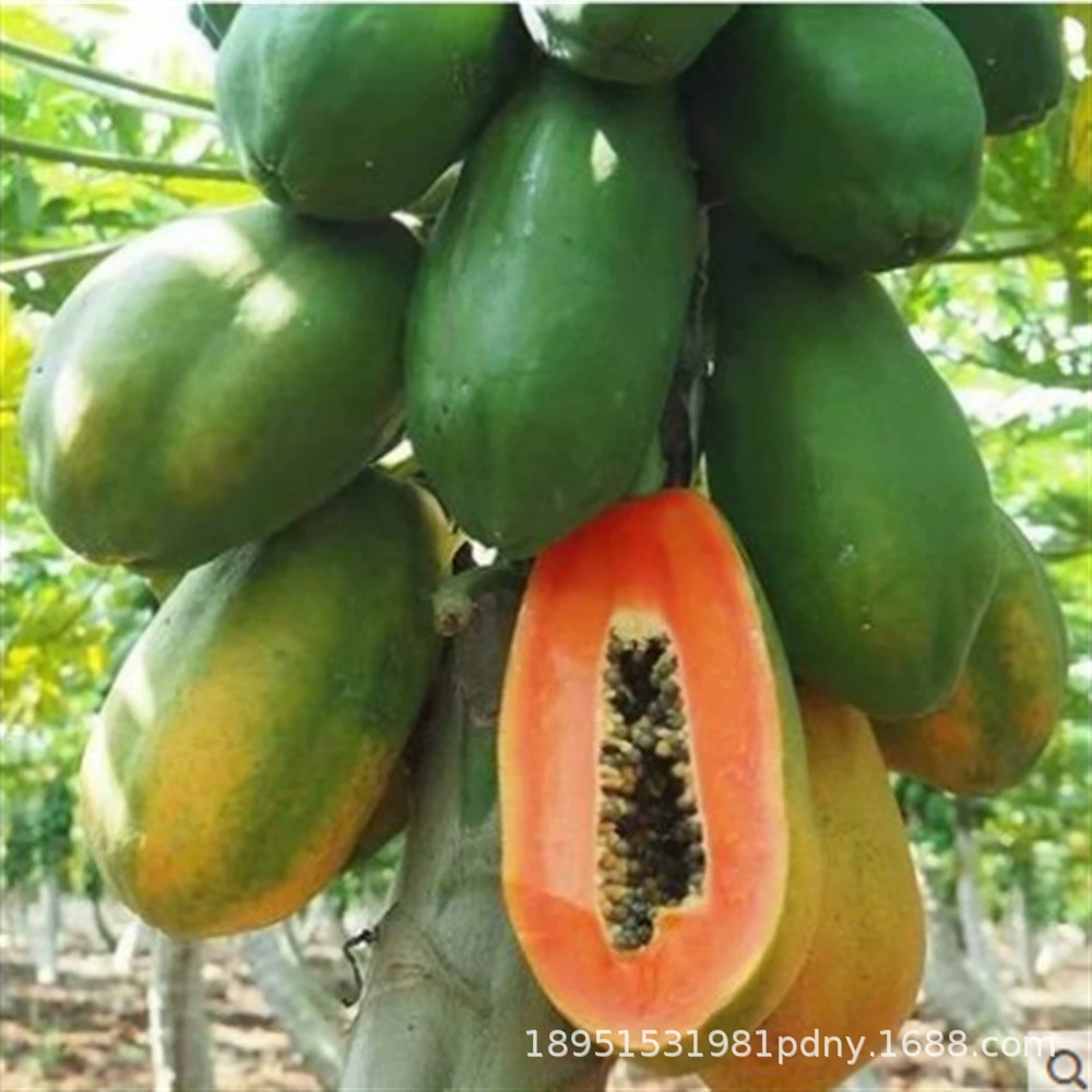 Фруктовые конфеты Сердце Золотая папайя Рассада дерева Четыре сезона Красная плоть Папайя Рассада Карлик Красное сердце Результаты рассады папайи года