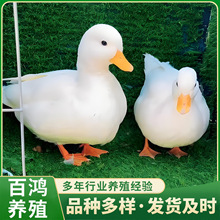 WtȌ ÓСwۃr ^p wBֳ