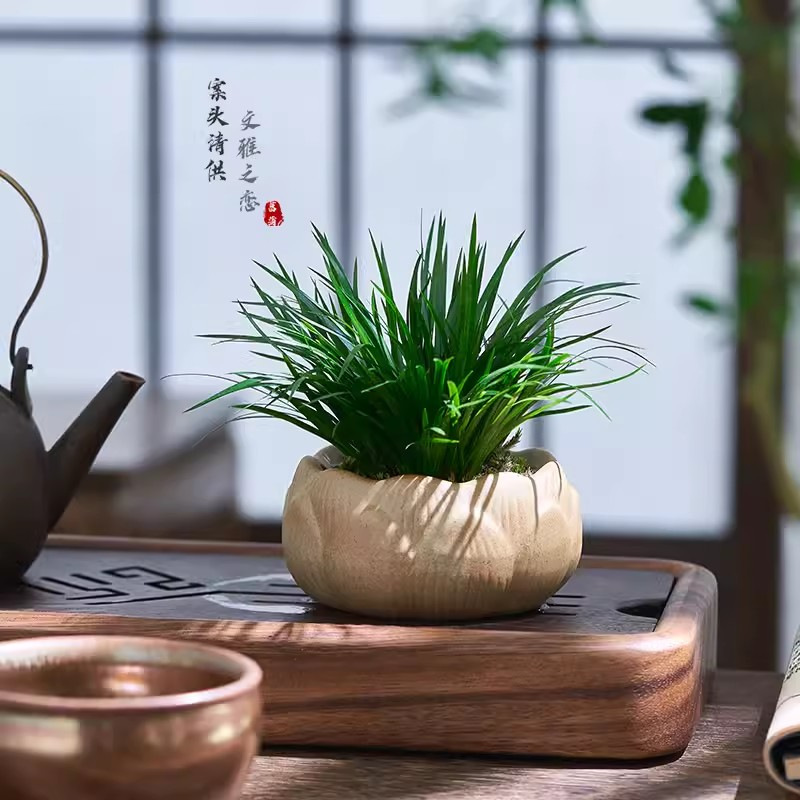 Dinero Acorus acorus bonsai pequeña maceta de oficina decoración de mesa de té modelado Zen迷 interior micro paisaje flor verde