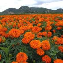 f۾շN҃⻨ݷNļN׻ͥԺ@׷NL