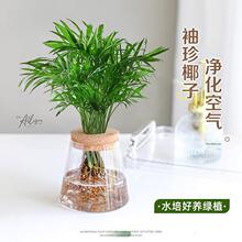 ����Ҭ��ˮ��ֲ��С���Ը��FҬ�ӾGֲ�͏d�k����������B����׻�