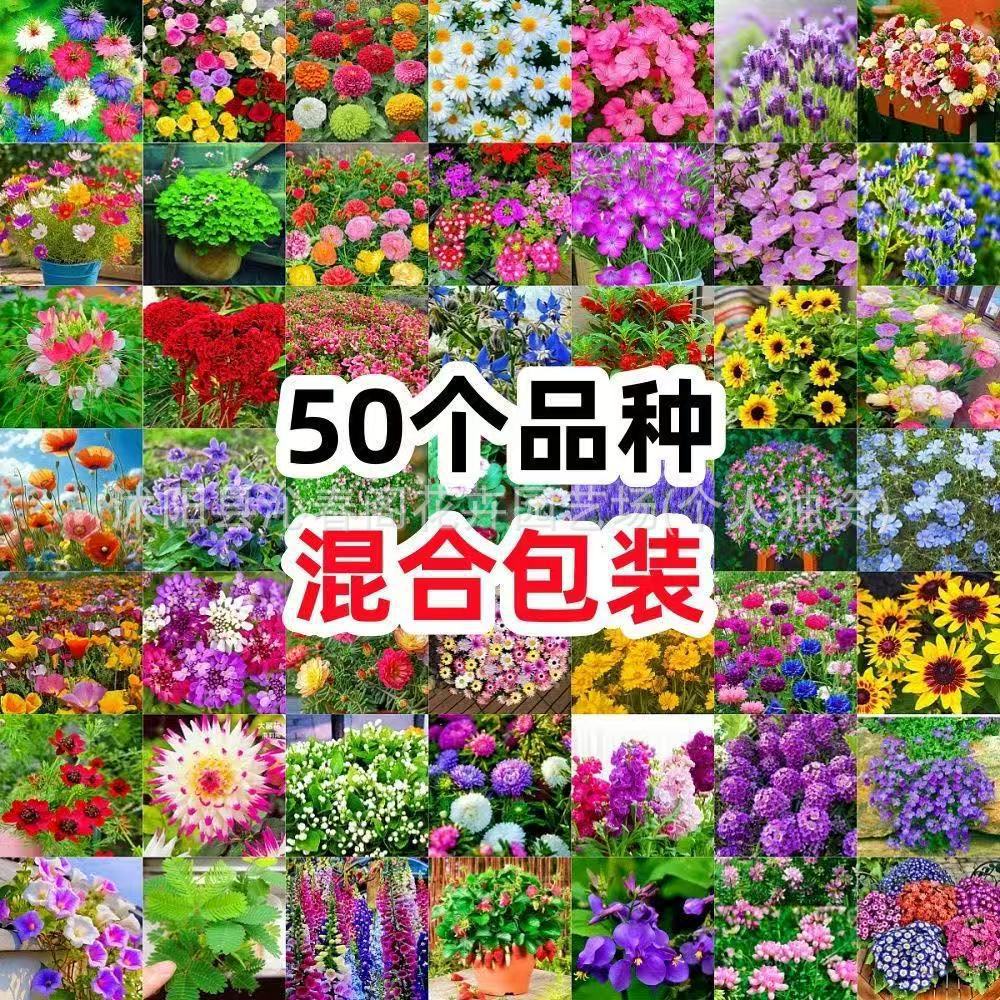 花种子四季播种开花不断百日草波斯菊种子阳台庭院易种花卉花种籽