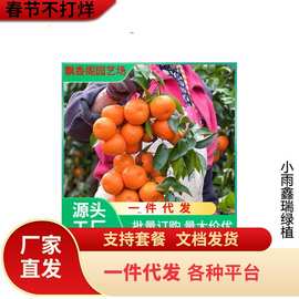 果树苗木室内盆栽绿植金桔盆栽观赏 金橘盆景 柑桔盆景 橘子树苗