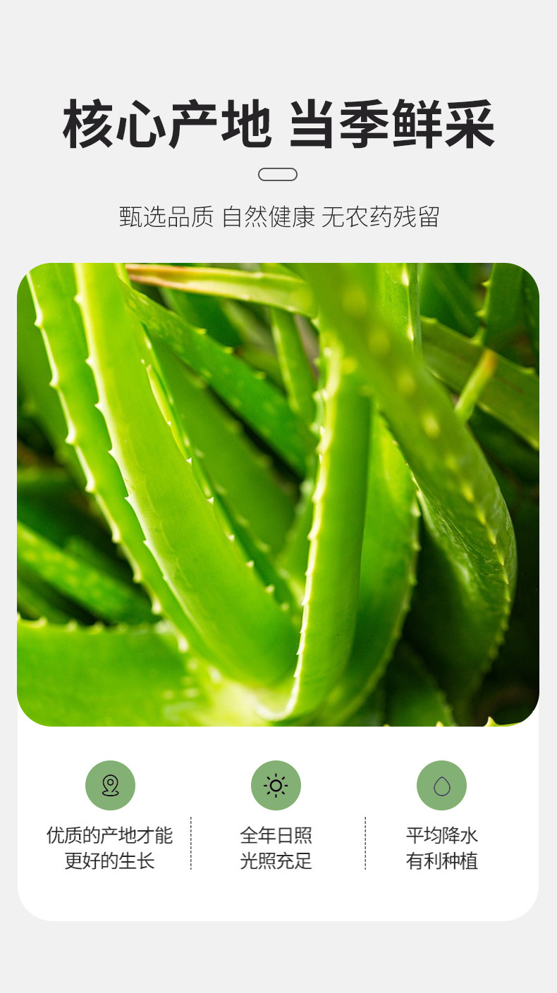 Dried Aloe Vera Peel Strips 500g Bulk Herbal Tea Ingredient Lu Hui quality and texture