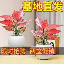 tʺGֲk҃ȿ͏dȩԺB滨ֲ