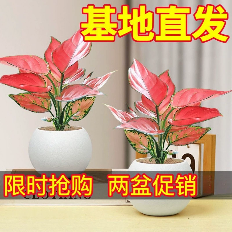 Зеленое растение «Королева удачи» в красном глиняном горшке, приносящее удачу, для офиса или гостиной, легко ухаживаемое настольное цветочное растение, поглощающее формальдегид.