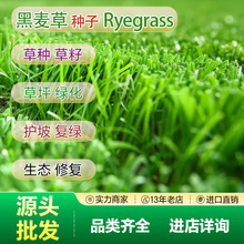 源头直销批发多年生黑麦草种子护坡草籽工程绿化草坪秋季交播种子