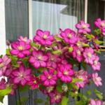 铁线莲大苗盆栽藤本爬藤花卉重瓣阳台庭院攀援四季植物带