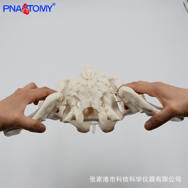 1 a 1 modelo de pelvis móvil sacro cadera pelvis femenina flexible esqueleto humano anatomía músculo del piso pélvico