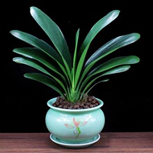 �ļ������m�����҃Ȏ���������ֲ�ﾫƷ�҃ȾGֲ���B�A�^���г���