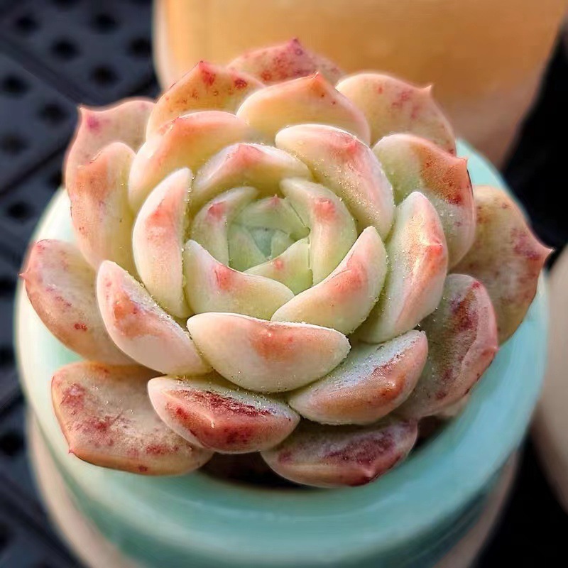 퓨어러브 싱글헤드 4-5cm, 녹색 상태 (플라스틱 화분에 심으면 배송이 더 쉽습니다)