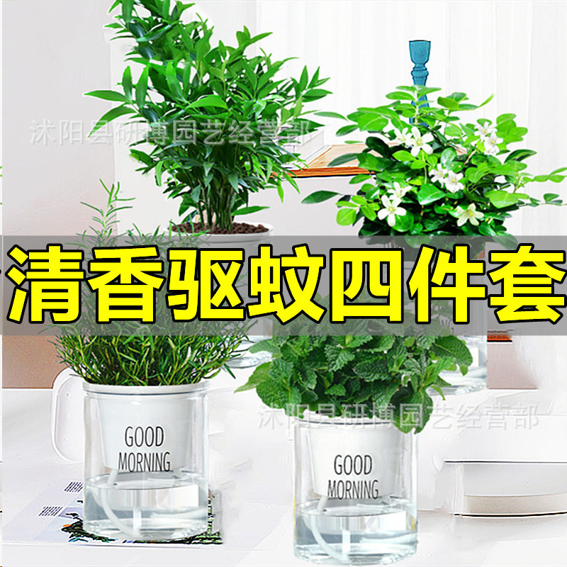 驱蚊植物水培薄荷叶竹柏迷迭香九里香盆栽花卉室内绿植新鲜可食用