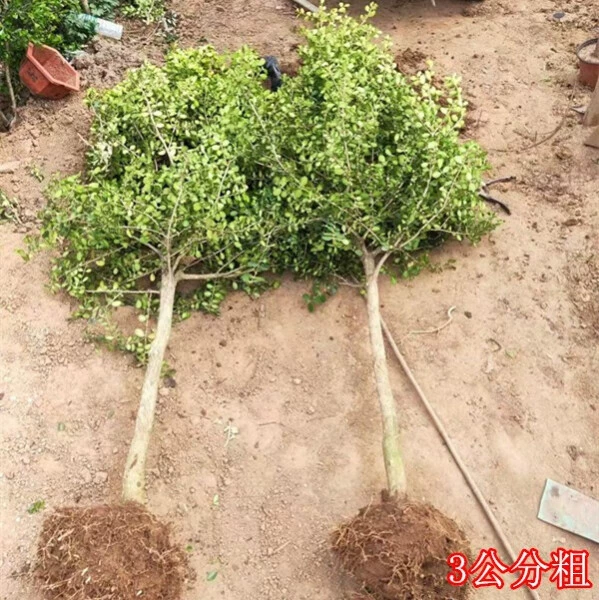 Одностебельный саженец самшита для внутреннего двора виллы, большой бонсай, морозостойкий, вечнозеленый, легко выживаемый, саженец самшита с мелкими листьями.