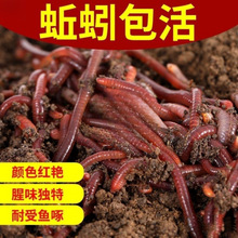 蚯蚓活物批发鲜活活体鲫鲤鱼饵万能饵料散装野外垂钓鱼饵鸟食龟食