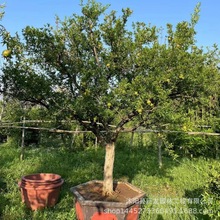 ʯ����� ����ʯ��ͥԺС�^�G���ϱ����G���Nֲ������ʯ�����