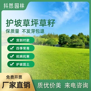 批发草坪种子草籽护坡绿化固土四季常青高羊茅黑麦草狗牙根草种子