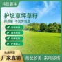 护坡固土绿化草坪草种子
