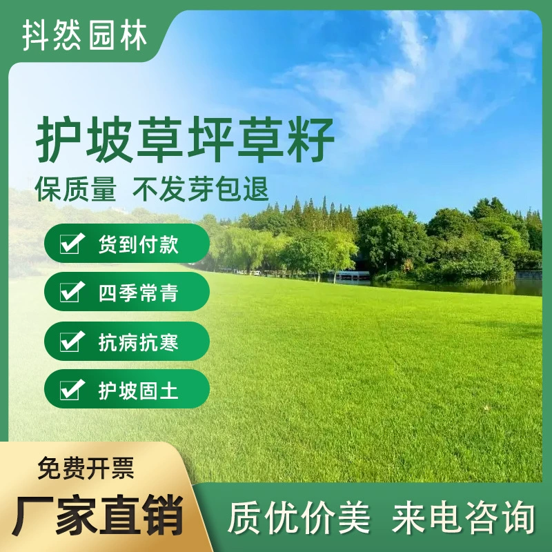 Оптовая продажа семян травы для защиты склонов