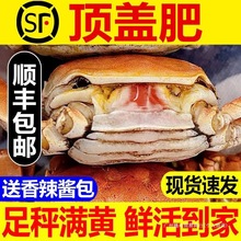 螃蟹一二元蟹活蟹满黄全母大闸蟹河蟹毛蟹水产单起批发