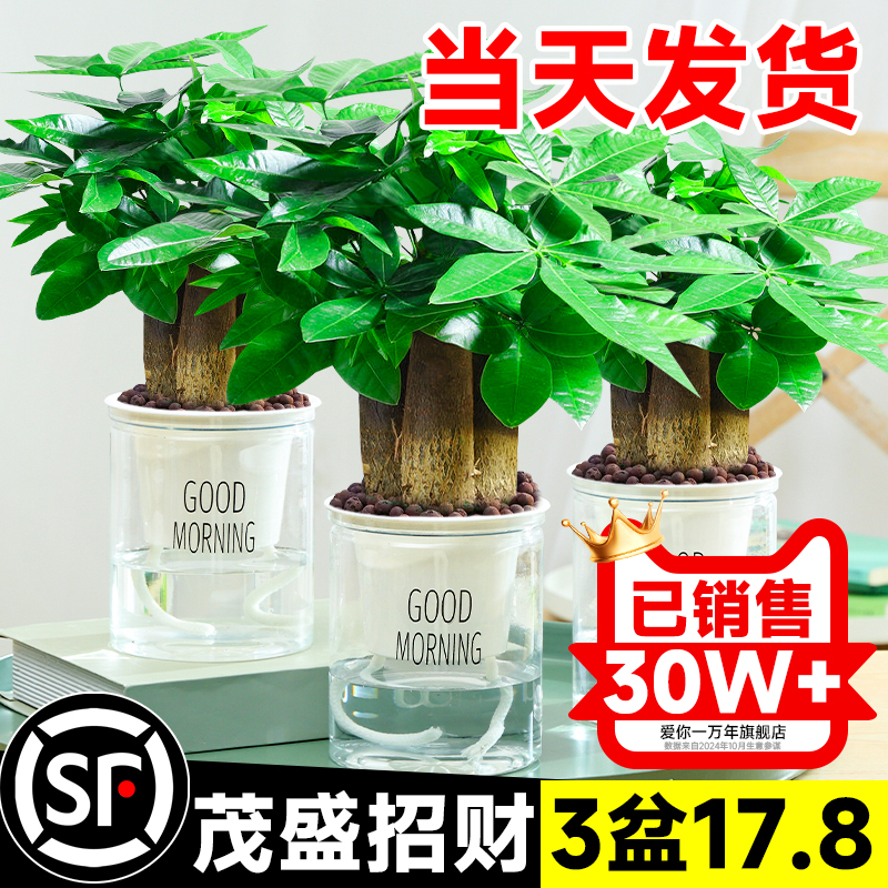 Hydroponic Money Tree Small Potted Plant, Office Greenery, Desktop Decoration, Living Room Prosperity Bonsai, All-Season Care