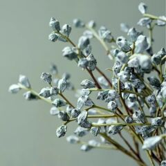 雲南の乾いた花のユカリの新鮮な真の花の基地の果物の乾燥した生け花の永遠の生活の客間の花束はまっすぐに飾っています。