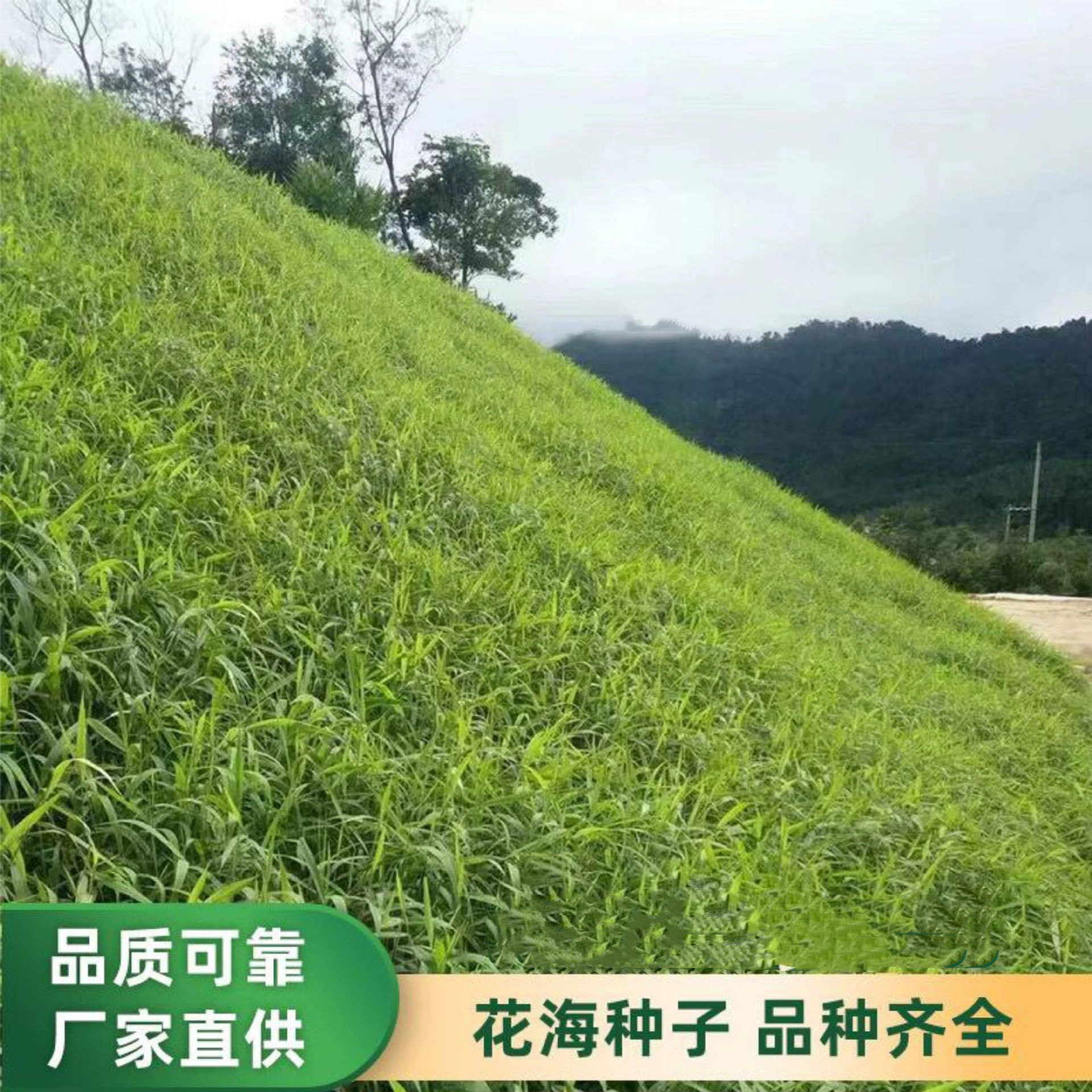 Семена Bahia широколиственная трава широколиственная Paspalum жаропрочная и засухоустойчивая защита склонов и проект закрепления почв плотины озеленение семян газонов