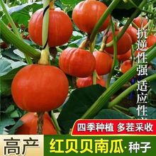 紅貝貝南瓜種子板栗高產香甜小金瓜種籽春季陽台農家蔬菜種孑