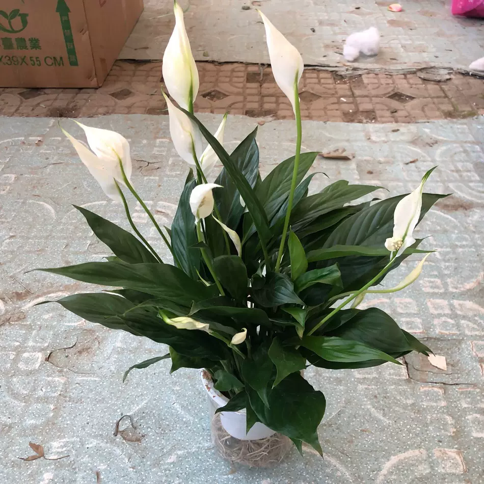 水培白掌美酒盆栽花卉绿植 苞叶芋 一帆风顺 和平芋 百合意图