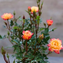 带花苞多花微型月季蔷薇花苗五彩月季玫瑰花室内庭院阳台花卉盆栽