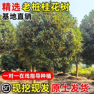 ¹𻨘ļ𻨽ͥԺ㻨ܾGֲԹ